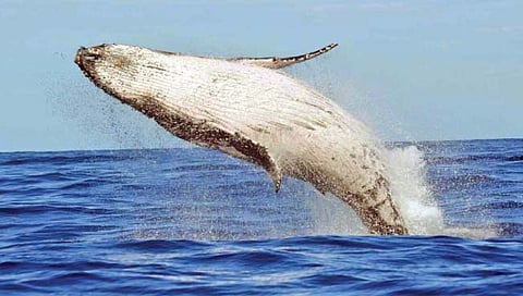 मायक्रोप्लास्टिकने ब्ल्यू व्हेल संकटात