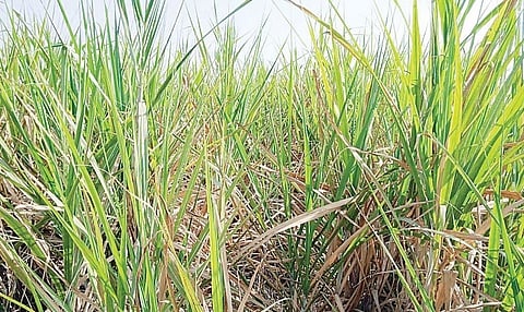 नायगाव : ऊस उत्पादकांच्या समस्या कायम