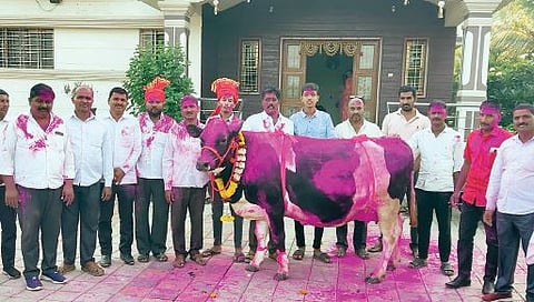 अबब…गायीची चक्क पावणेदोन लाखाला विक्री! सांगवीत 35 लिटर दूध देणारी गाय