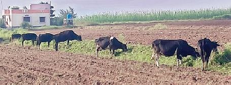 चाराटंचाई निर्माण झाल्याने दूध देणार्‍या गायींना नागापूर येथे बटाट्याचा हिरवा पाला खाऊ घालावा लागत आहे. 