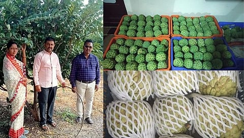 नाशिक : शेतकऱ्याच्या कष्टाला ‘गोड फळ’ सीताफळ फळबागेतून लाखोंचे उत्पन्न