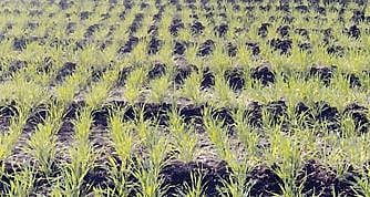 कामशेत : कडाक्याच्या थंडीमुळे रब्बी पिके तरारली; वातावरण पिकांसाठी फायदेशीर