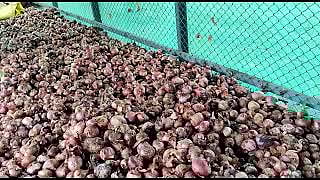 पारगाव : बराकींसमोर लागले सडलेल्या कांद्यांचे ढीग