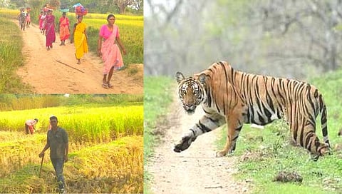 Protection of tiger attacks : वनविभागाचा धानपिकाच्या कापणीला खडा पहारा; वाघांच्या हल्ल्याविरोधात उपक्रम