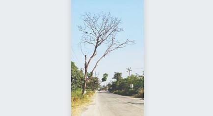 पौड ते बावीस मैल रस्त्यावर धोकादायक झाडे