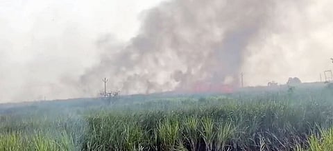 दहिवडीत तीन एकर ऊस जळून खाक