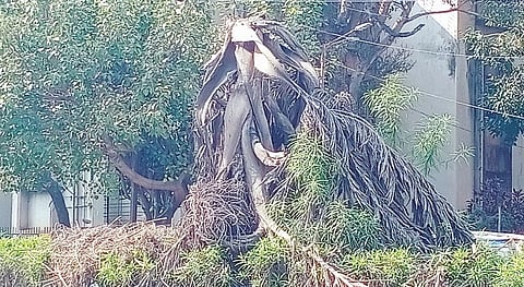 ठाकरे पदपथावरील झाडांची दुरवस्था; बिबवेवाडी परिसरातील चित्र