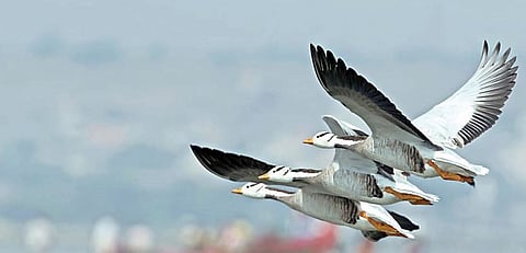 पुणे : परदेशी पाहुण्यांसाठी `वेट अँड वॉच`! पक्ष्यांचे आगमन दीड महिना लांबणार