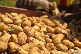 पिंपरी : चंपाषष्ठीनिमित्त बाजारात वांगी, कांदापातीला मागणी