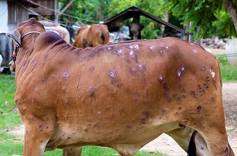 पाथर्डी : लम्पी बाधित जनावरे सोसतायेत मरणयातना !..