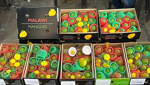 मलावी आंबा  