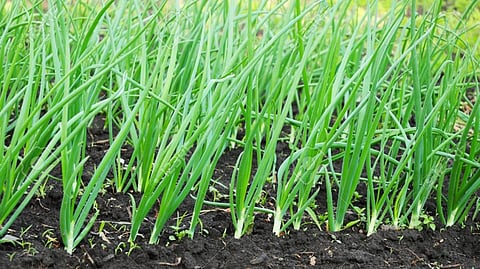 कुकडी कालवा पट्ट्यात कांदा लागवड लांबणीवर