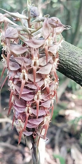 पुणे : देवराईमध्ये सापडले दुर्मीळ ऑर्किड