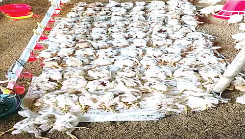 कासारवाडी : बिबट्याच्या हल्ल्यात मृत पावलेल्या पोल्ट्रीतील कोंबड्या.