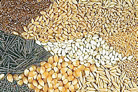 रब्बी बियाण्यांची अनुदानावर विक्री सुरू; पुणे विभागात 13 हजार 909 क्विंटल बियाण्यांचे वितरणाचे उद्दिष्ट