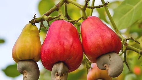 काजू बोर्ड प्रस्ताव कोल्हापूरचा… मुख्यालय मुंबईला !