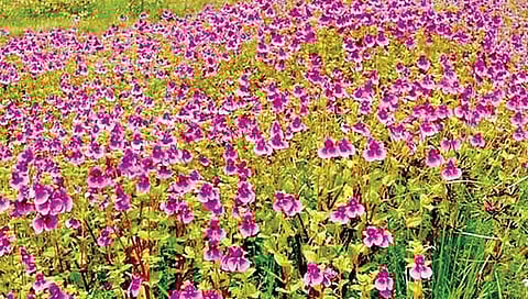 सातारा : पुष्पसौंदर्य वाढविण्यासाठी वनविभाग ‘अलर्ट मोड’वर