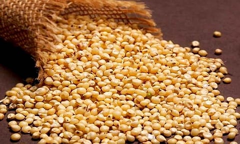 पुणे : पेरणी क्षेत्र घटल्याने ज्वारी महागणार; रब्बी हंगामातील 70 टक्के पेरण्या पूर्ण