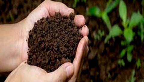 मृदा दिन विशेष : जमिनीतच नाही तर पिकांत कसे येणार अन्नघटक