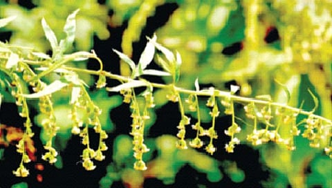 Aromatic plant : सुगंधी वनस्पती लागवड करताय?