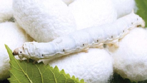 रेशीम कोष बनला अर्थवृद्धी कोष