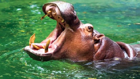 hippopotamus : पाणघोड्याच्या जबड्यातून सुखरूप बाहेर आले बालक!