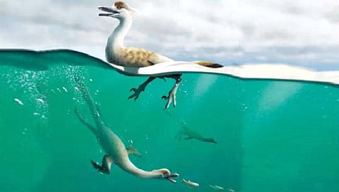 पेंग्विनसारखे सूर मारून शिकार करणारे डायनासोर
