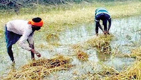 अतिवृष्टी, पूरग्रस्त शेतकर्‍यांना दुप्पट भरपाई; मदत 3 हेक्टरपर्यंत