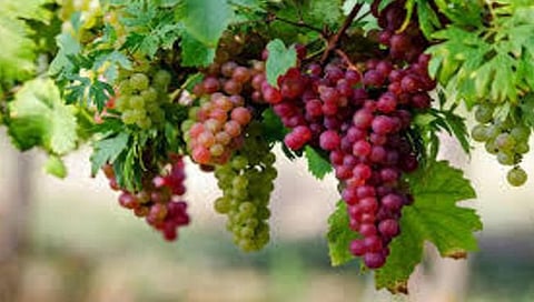 द्राक्षशेती