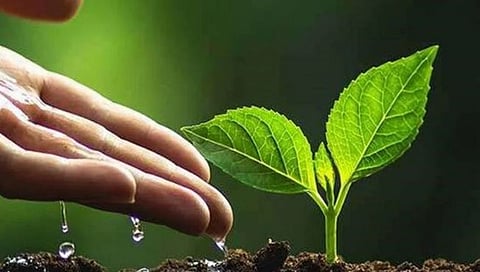 वनराई,www.pudhari.news