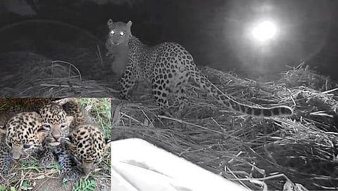 बछडे सुरक्षितस्थळी,www.pudhari.news