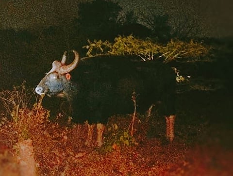 खडकवासला : मस्तवाल गव्याच्या हल्ल्यात बैल ठार; जनावराचा मृत्यू होण्याची पहिली घटना