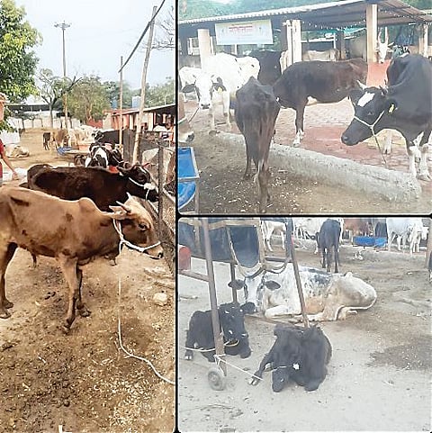 10 गोवंश जनावरांना जीवदान; कोपरगाव पोलिसांची शहरात दोन ठिकाणी कारवाई