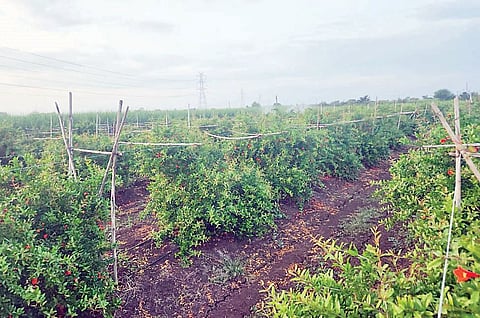 राहुरी : शास्त्रज्ञांच्या डाळिंब बागांना भेटी