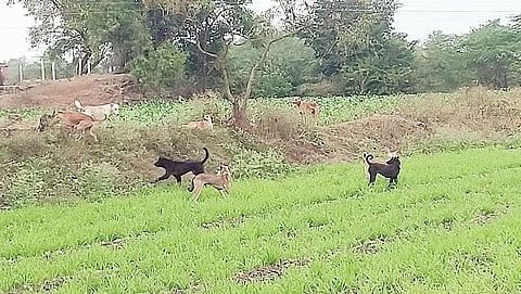 पारगाव : कुत्र्यांकडून पिकांची नासधूस