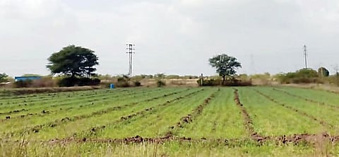 उंडवडी : अवकाळीच्या भीतीने शेतकरी चिंताग्रस्त; खरीपासह रब्बी हंगामातही नुकसानीचा फटका