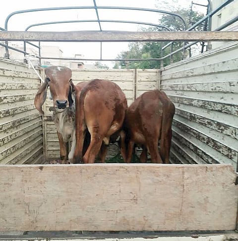 नेवासा : मोकाट जनावरे गो-शाळेत; नगरपंचायतीच्या उपक्रमाचे नेवासेकरांकडून कौतुक