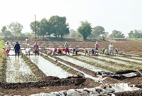 ओतूर : जिल्ह्यात कांदा लागवड वेगात
