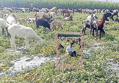 चंदनापुरीच्या शेतकर्‍याने सोडल्या टोमॅटोत मेंढ्या!