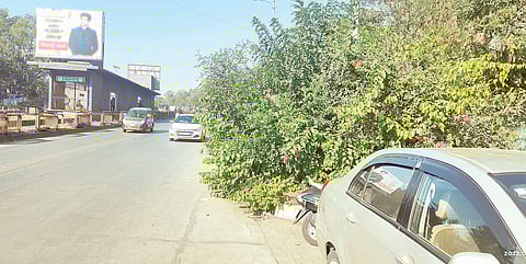 राजीव गांधी प्राणिसंग्रहालयाच्या परिसरात सुशोभीकरणासाठी लावलेली फुलझाडे छाटणी न केल्याने अस्ताव्यस्त वाढली आहेत.