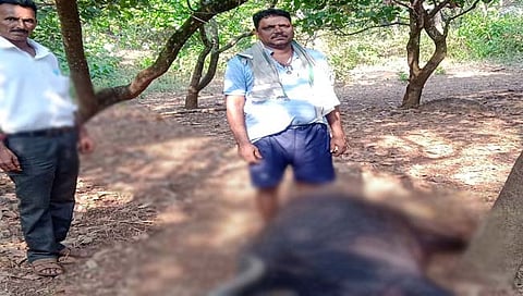 गायी,म्‍हशीचा मृत्‍यू 