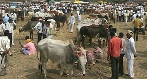 घोडेगावचा जनावरांचा बाजार सुरू ; शेतकरी व्यापार्‍यांमधून समाधान