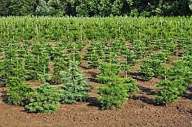 रोपवाटिका नवीन परवाना 5 वर्षांसाठी, नूतनीकरण कालावधी आता तीन वर्षे; कायद्यातील सुधारणांना मंजुरी