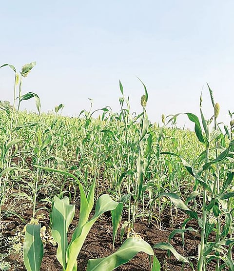 मांदळेवाडी, घोलपवाडीत ज्वारी फुलोर्‍यात