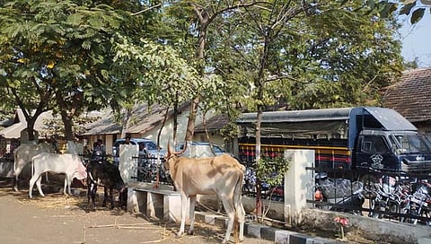 सोलापूर : शेतकऱ्यांनी जिल्हाधिकारी कार्यालयात बांधली जनावरे; मंद्रुप एमआयडीसीचा विषय पेटला