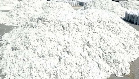 बीड : पांढर्‍या सोन्याची अवहेलना; भाववाढीच्या प्रतीक्षेत शेतकऱ्यांच्या घराघरात कापसाचे ढीग