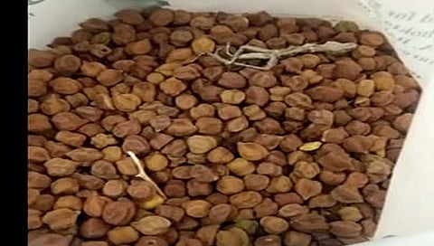 जळगाव : शालेय पोषण आहाराच्या सील बंद पॅकेट मध्ये आढळली मेलेली पाल. 