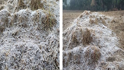 नंदुरबार : दवबिंदू गोठल्याने डाब परिसर बनला हिमाच्छादित