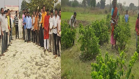 नांदेड : समाधानकारक दर न मिळाल्यास बेमुदत बंद; फूल उत्पादक शेतकऱ्यांचा आक्रमक पवित्रा