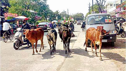 भाजप खासदाराने मांडली गडकरींसमोर याविषयी कैफियत; केंद्रीय मंत्र्यांकडून कारवाईचे आश्वासन